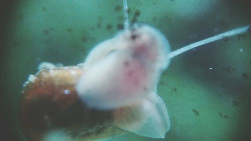 Close-up of jellyfish swimming in water