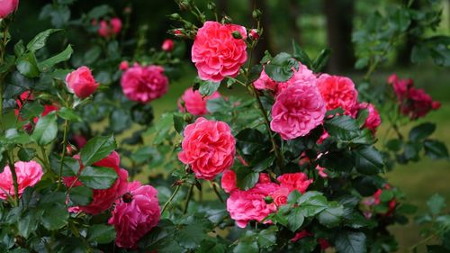 Close-up of pink roses