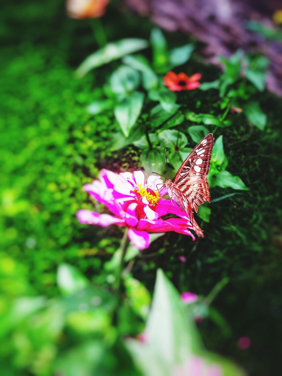 CLOSE-UP OF BUTTERFLY POLLINATING ON PURPLE FLOWER