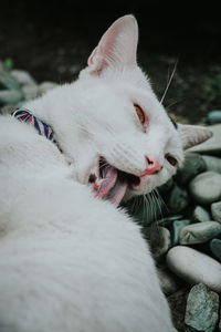 Close-up of cat sleeping