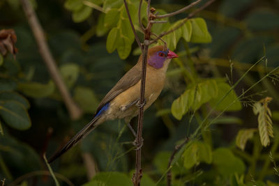 Close-up of bird perching on plant