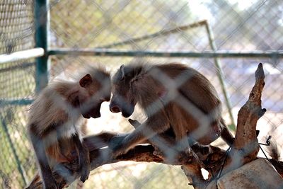 Close-up of monkeys against blurred background