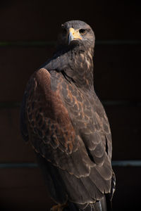 Close-up of eagle perching on black background