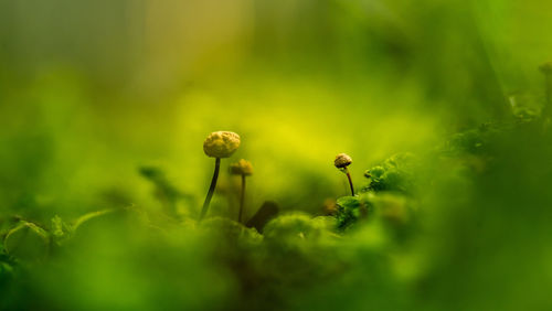 Beautiful, small mushrooms growing on the forest floor during spring. 