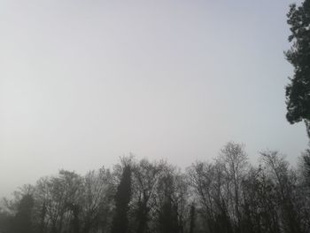 Low angle view of trees against clear sky