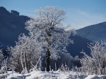 Frozen trees against sky during winter