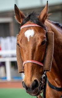 Close-up of horse