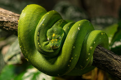 Close-up of green snake on branch