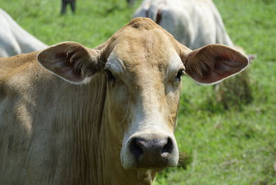 Portrait of cow on field