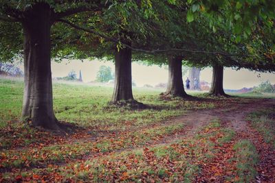 Trees on field during autumn