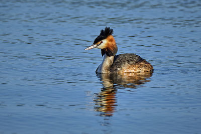 Duck swimming in lake