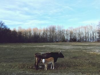 Horses in a field