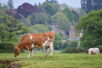 Cows grazing in a field