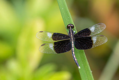 Close-up of insect on leaf