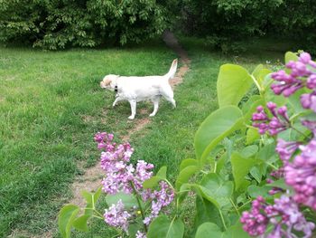 White flowers blooming on field