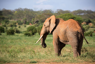 A big red elephant walks through the savannah between many plants