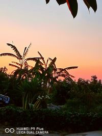 Plants and trees against sky during sunset