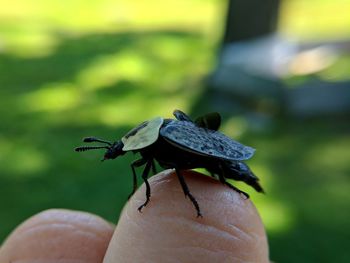 Close-up of hand holding insect