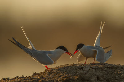 Birds in flight