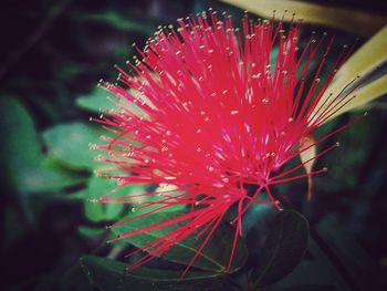 Close-up of pink flower