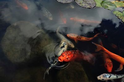 Fish swimming in sea