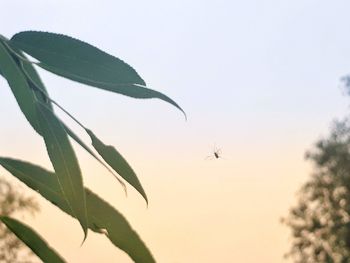 Low angle view of bird flying in sky