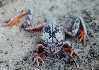 Close-up of crab on sand