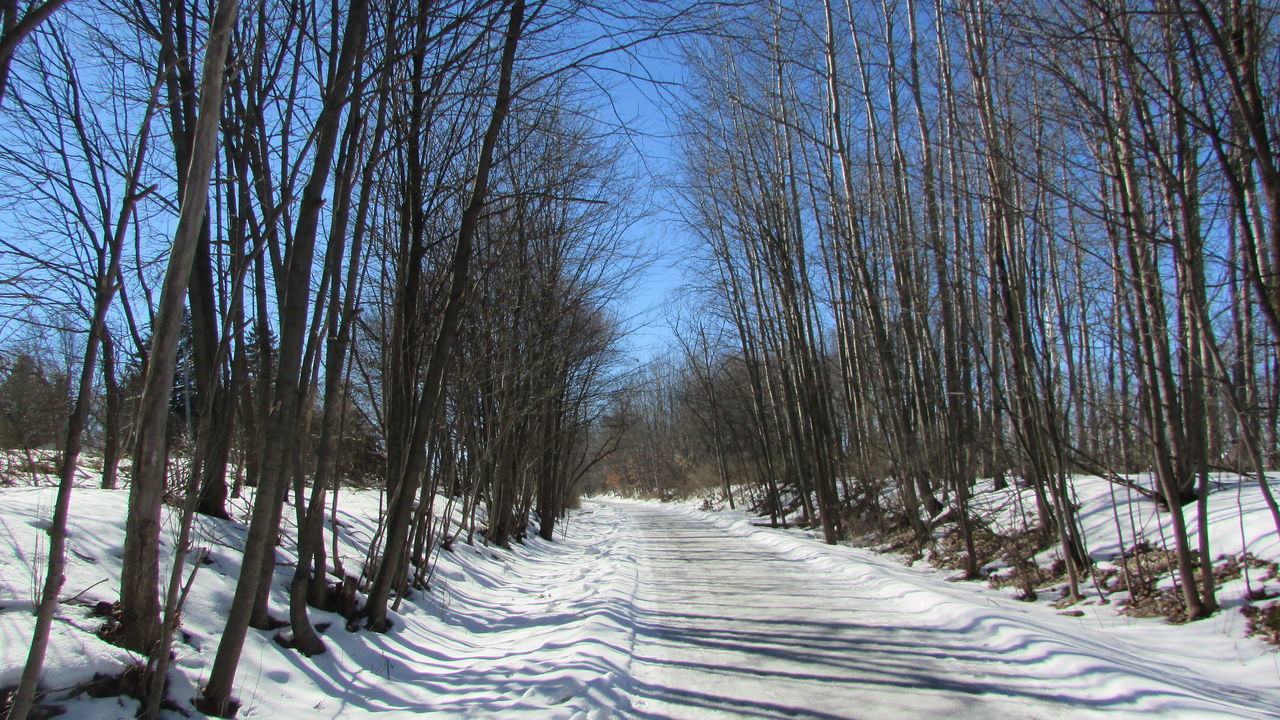 tree, nature, tranquility, outdoors, sky, day, no people, beauty in nature, scenics, the way forward, clear sky, cold temperature, bamboo grove