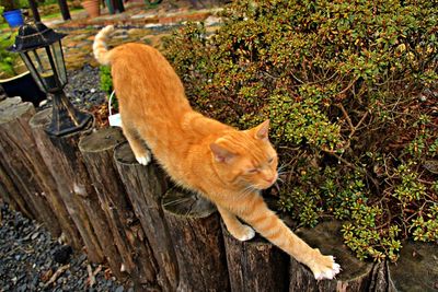 Cat lying in a forest