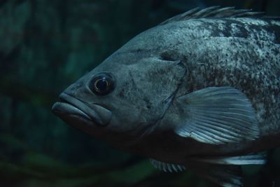 Close-up of fish swimming in sea