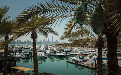 Boats moored in river with palm trees in foreground