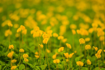 Close-up of yellow flowering plants on field