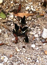 Close-up of insect on stone wall