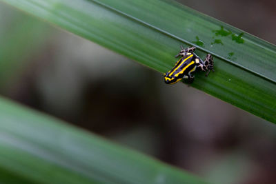 Close-up of frog on leaf