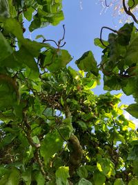 Low angle view of tree against sky