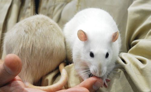 Cropped hand of woman holding rabbit