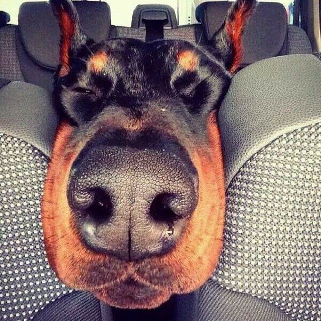 Dobie❤