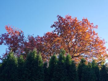Low angle view of trees against sky during autumn