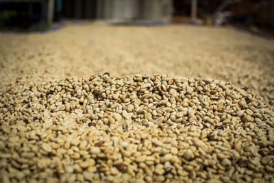 Close-up of dried coffee beans