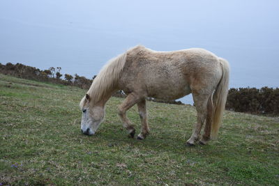 White horse grazing in a field