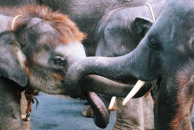 Close-up of elephants playing outdoors