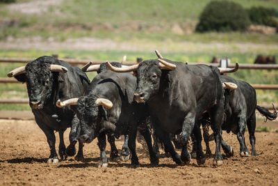 Cows on field