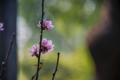 Close-up of pink flowering plant