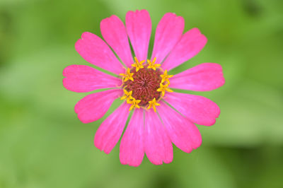 Close-up of orange flower