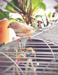 Close-up of bird perching in cage