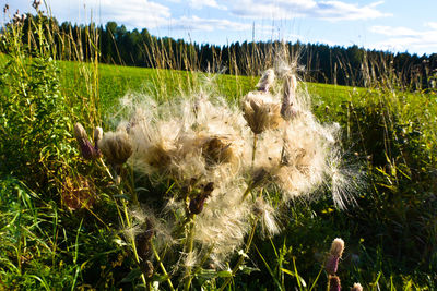 Close-up of dandelion
