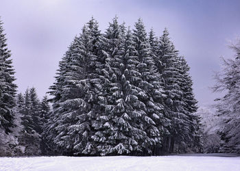 Snow covered pine trees in forest against sky