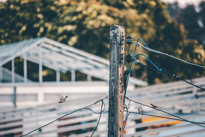 Close-up of barbed wire against plants