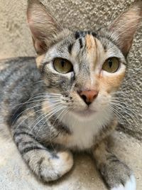 Close-up portrait of tabby cat