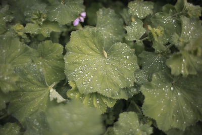 Close-up of water drops on frozen leaves